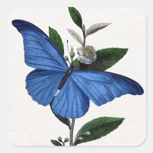 Blauer Schmetterling Quadratischer Aufkleber