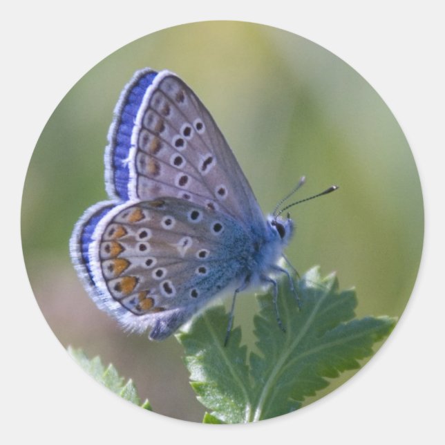 Blauer Schmetterling Runder Aufkleber (Vorderseite)