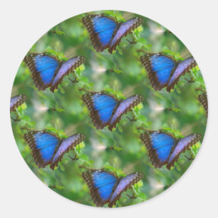 Blauer Schmetterling Runder Aufkleber
