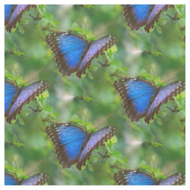 Blauer Schmetterling Stoff (Nahaufnahme)