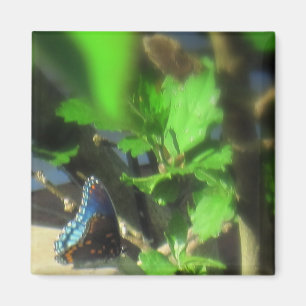 Blauer Schmetterlingsmagnet Magnet