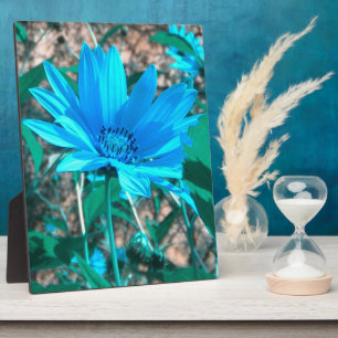 Blauer Sonnenblumenschild Foto Fotoplatte