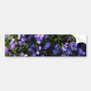Blauer Squill Spring Blumen Autoaufkleber