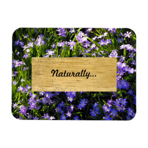 Blauer Squill Spring Blumen Magnet