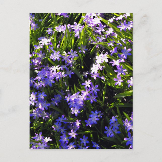 Blauer Squill Spring Blumen Postkarte (Vorderseite)