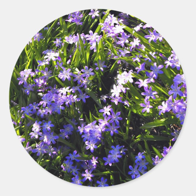 Blauer Squill Spring Blumen Runder Aufkleber (Vorderseite)