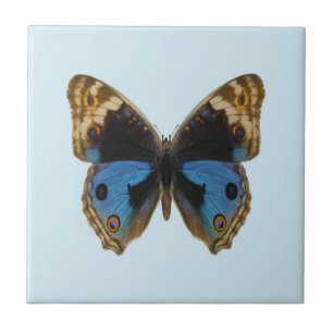 Blauer Stiefmütterchen-Schmetterling Fliese