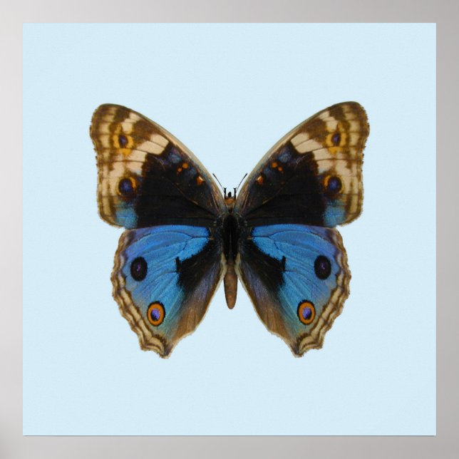 Blauer Stiefmütterchen-Schmetterling Poster (Vorne)