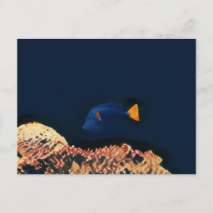 Blauer Tang Fisch Postkarte