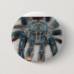Blauer Tarantel Button