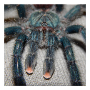Blauer Tarantel Poster