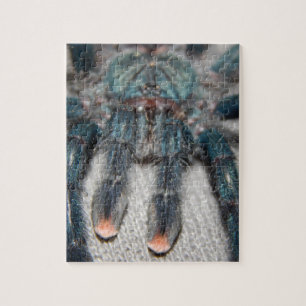 blauer Tarantula