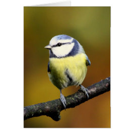 Blauer Tit, der auf einer Niederlassung sitzt