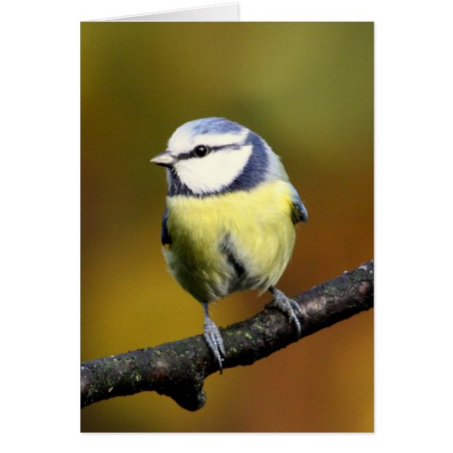 Blauer Tit, der auf einer Niederlassung sitzt (Vorne)