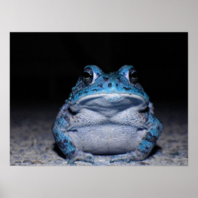 Blauer Toad Poster (Vorne)