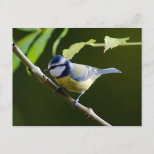 Blauer Ton im Herbst Postkarte