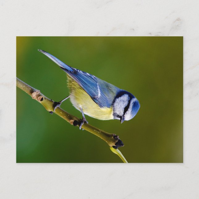 Blauer Ton im Herbst Postkarte (Vorderseite)