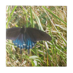 blauer und schwarzer Schmetterling Fliese