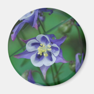 Blauer und weißer Columbine-Blumen-Magnet Magnet