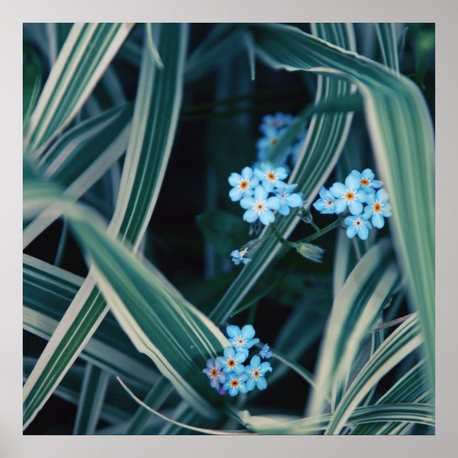 Blauer Vergessen-nicht-Blume im Gras Poster (Vorne)