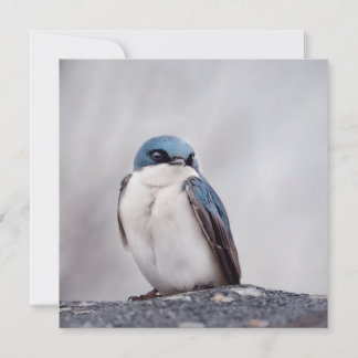 Blauer Vogel