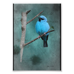 Blauer Vogel auf Zweig-Mixed-Medien Fotodruck