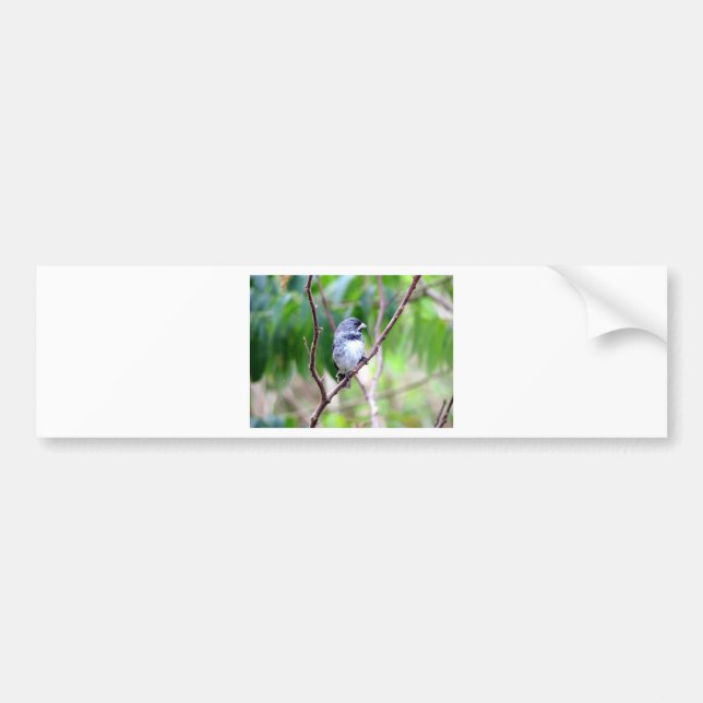 Blauer Vogel Autoaufkleber (Vorne)