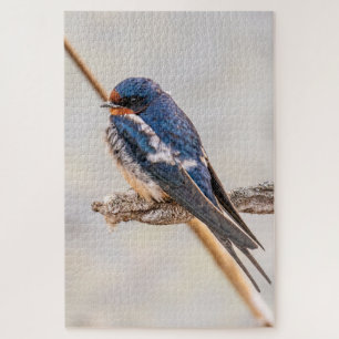 Blauer Vogel, Barnschlucht, kanadische Fotografie