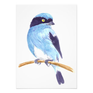 Blauer Vogel Fotodruck