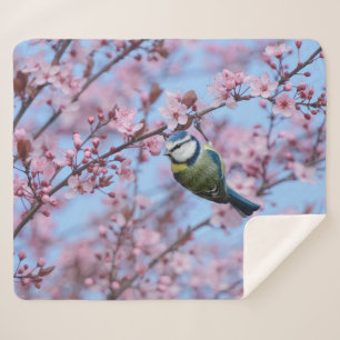 Blauer Vogel in rosafarbenen, japanischen Kirschbl Sherpadecke
