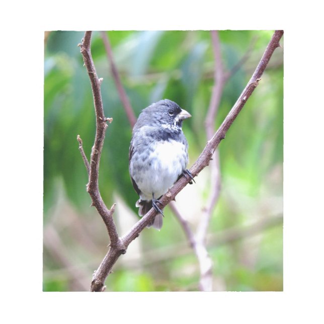 Blauer Vogel Notizblock (Vorderseite)