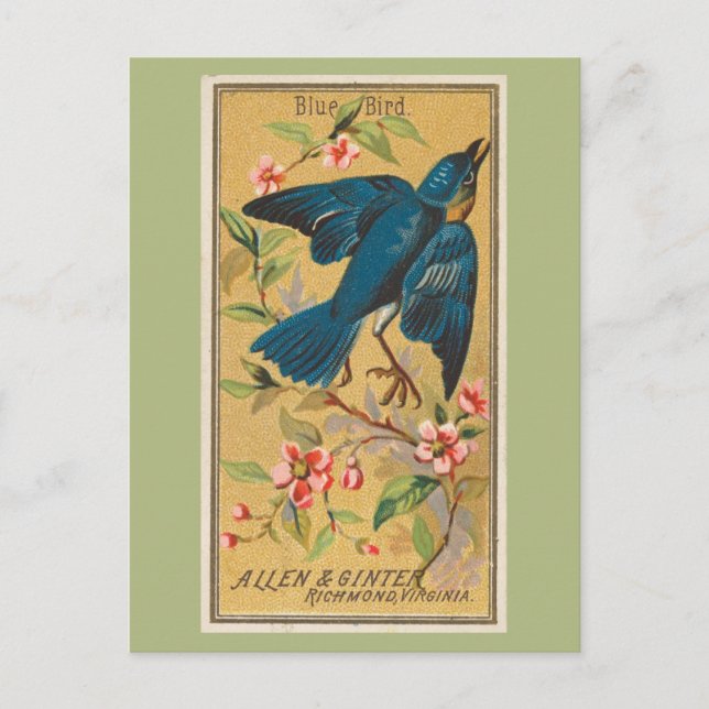 Blauer Vogel Postkarte (Vorderseite)