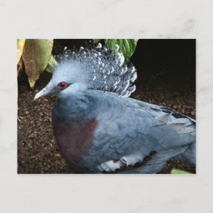 Blauer Vogel Postkarte