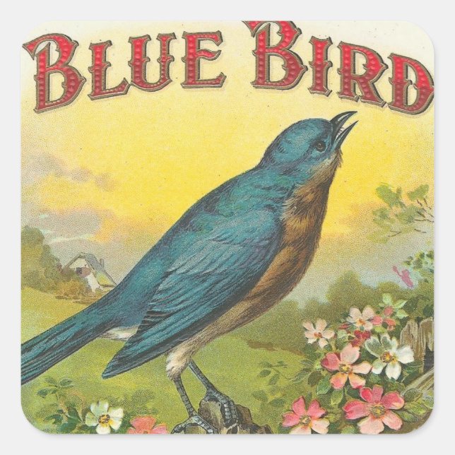 Blauer Vogel Quadratischer Aufkleber (Vorderseite)