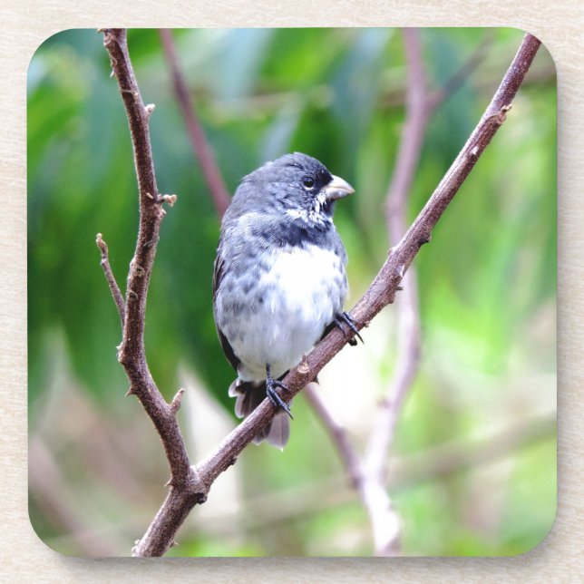 Blauer Vogel Untersetzer (Vorderseite)