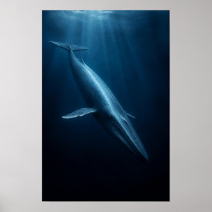 Blauer Wal schwimmt durch tiefes Ozeanlicht Wildni Poster