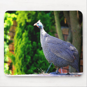 Blaues behelmtes Guinea-Geflügel stehend in der Mousepad