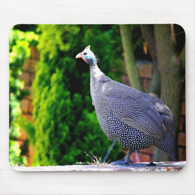 Blaues behelmtes Guinea-Geflügel stehend in der Mousepad (Vorne)