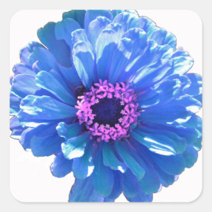 Blaues blaues blühendes Foto Quadratischer Aufkleber