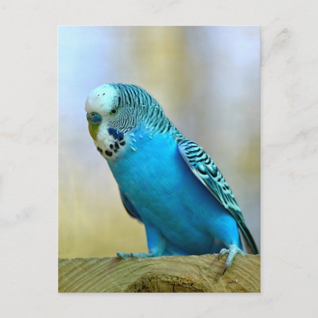 Blaues Budgerigar Postkarte (Vorderseite)