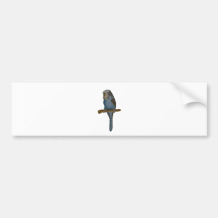 Blaues Budgie Autoaufkleber