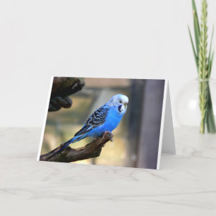 Blaues Budgie Karte