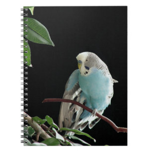 Blaues Budgie Notizbuch, Parakeet-Briefpapier Notizblock