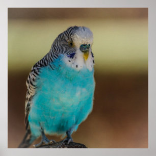 Blaues Budgie Plakat
