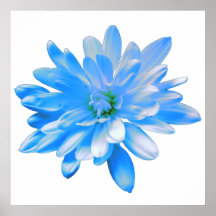 Blaues Daisy, Retro-Foto