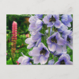 Blaues Delphinium Postkarte