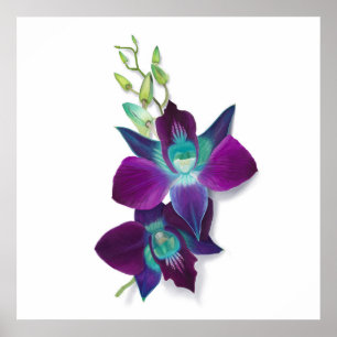 Blaues Dendrobium oder blaues Bom Orchid Gemälde Poster