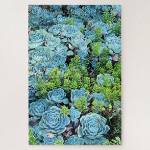Blaues Echeveria Imbricata und grünes Sedum Sukku