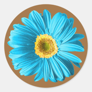 Blaues Gänseblümchen-Blume Runder Aufkleber