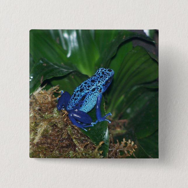 Blaues Gift-Pfeil-Frosch-Porträt Button (Vorderseite)